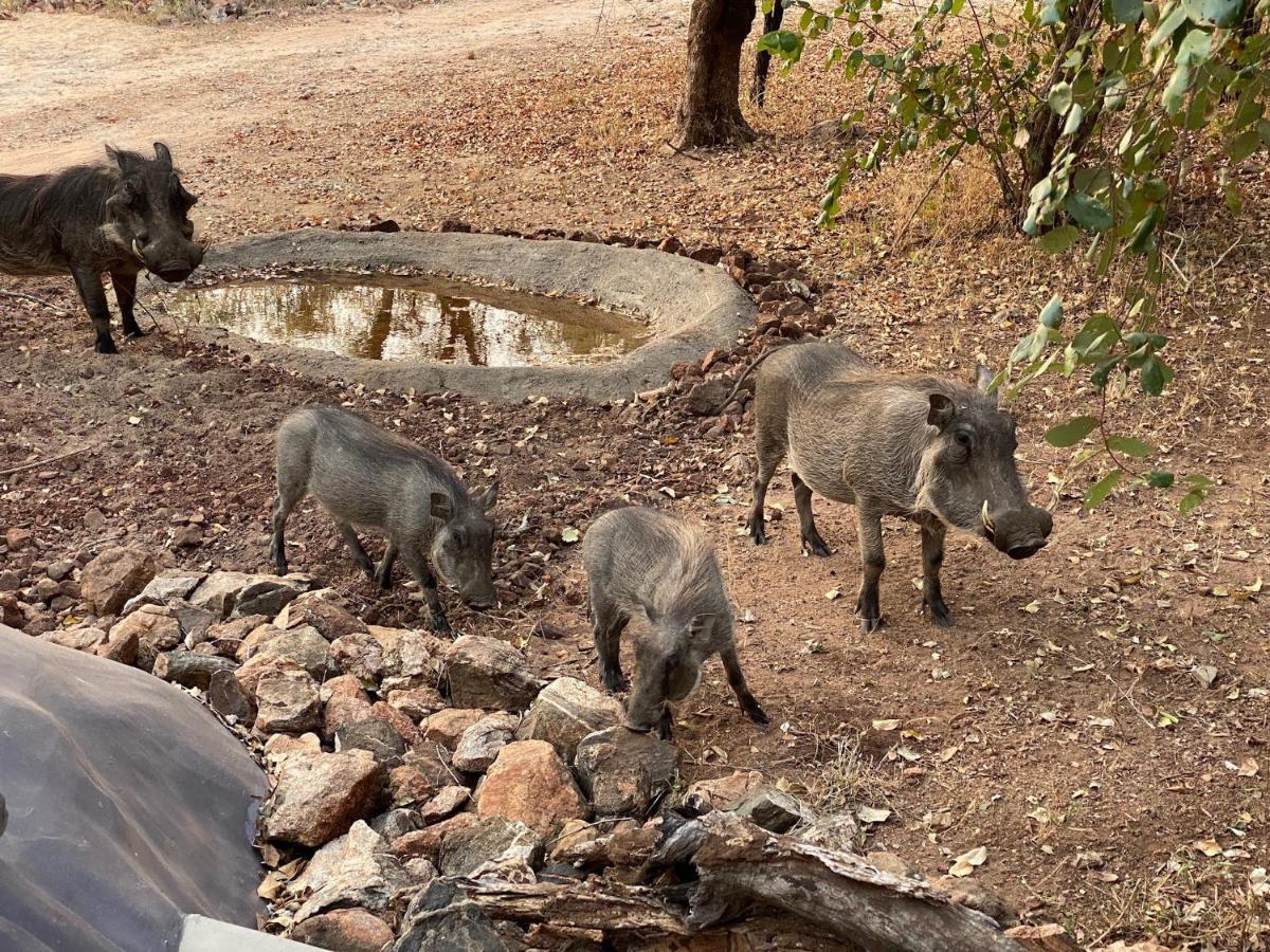 Jackals Dream - Self Catering Villa Bordering Kruger National Park 말로스 파크 외부 사진