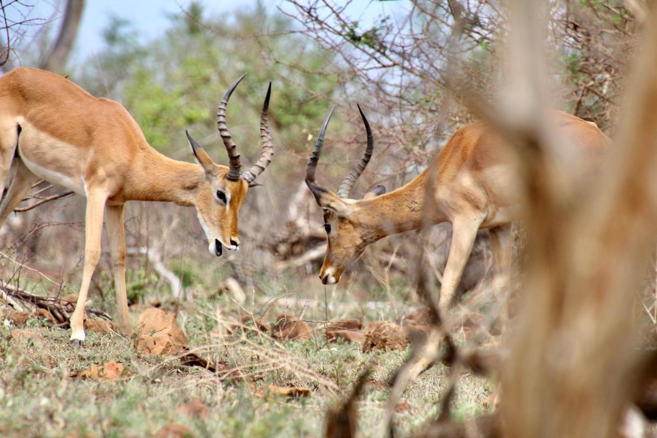Jackals Dream - Self Catering Villa Bordering Kruger National Park 말로스 파크 외부 사진